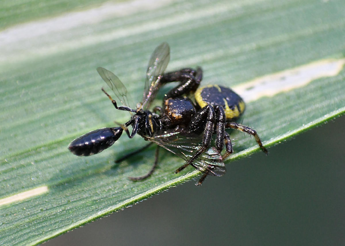 Synema globosum - Velate (MB)